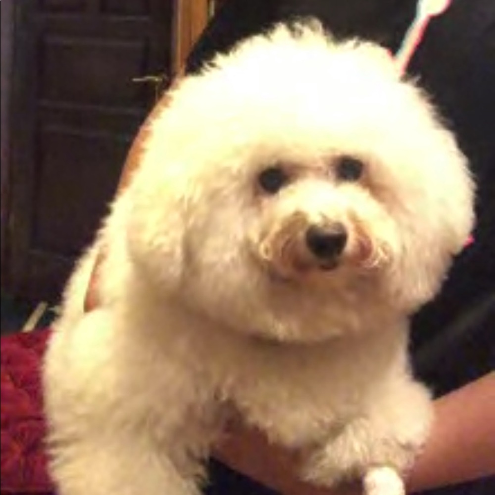 Meet your Posher, Arabelle